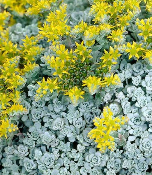 Sedum spathulifolium 'Cape Blanco'
